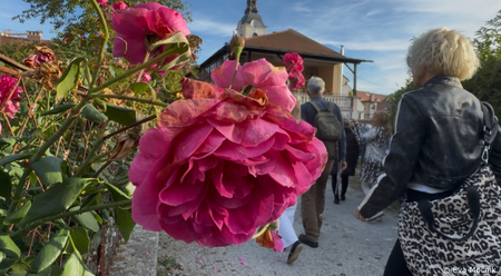 Skriti vrtovi Šutne odprli svoja vrata (10)